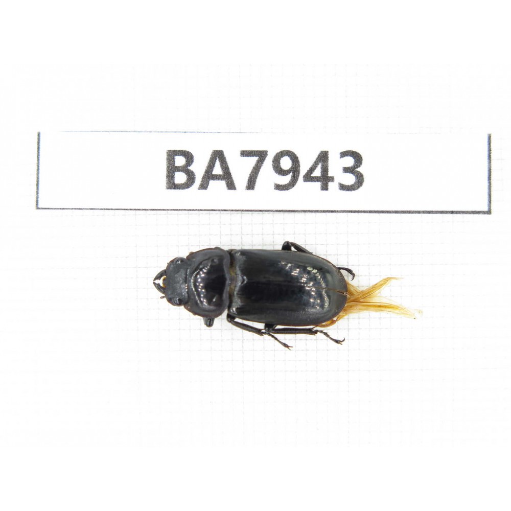 Dorcus sp. China, Tibet, Linzhi, Motuo county. 1F. BA7943.