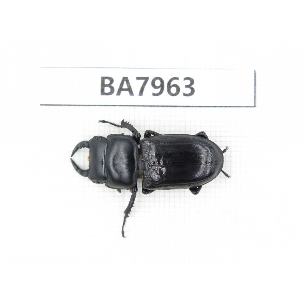 Dorcus sp. China, Sichuan, Baoxing county. 1M. BA7963.