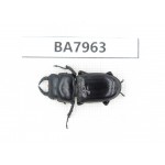 Dorcus sp. China, Sichuan, Baoxing county. 1M. BA7963.