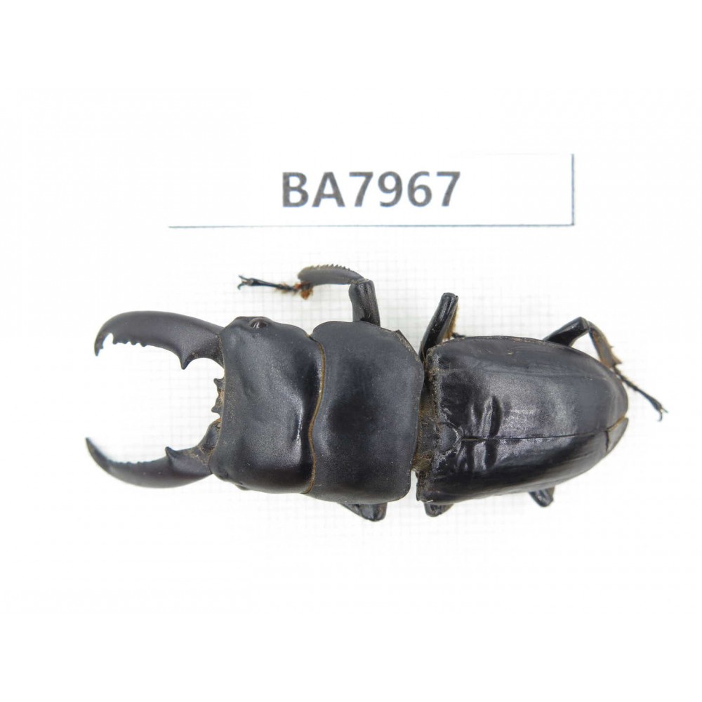 Dorcus sp. China, Sichuan, Baoxing county. 1M. BA7967.