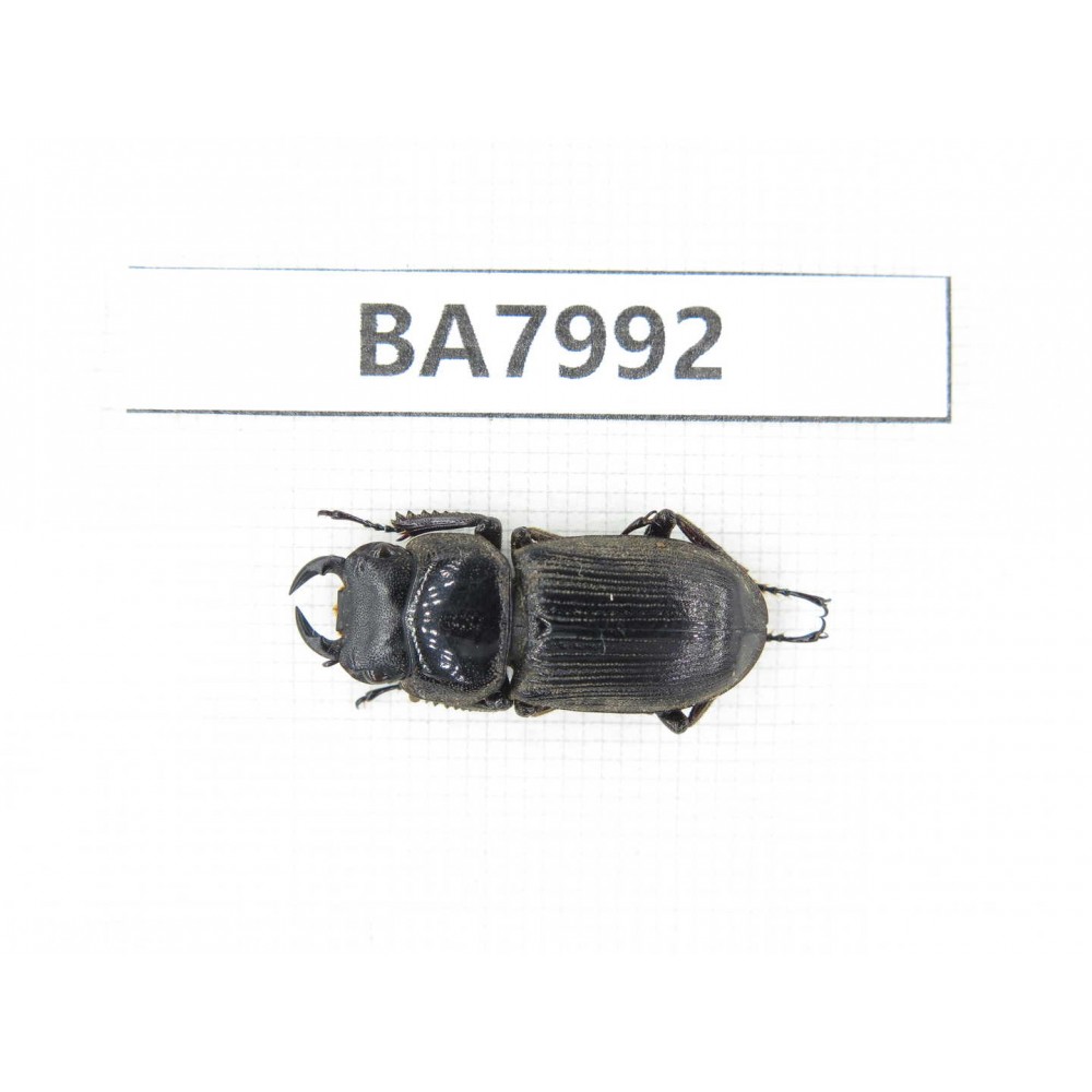 Dorcus sp. Myanmar, Kechin, Nanse. 1M. BA7992.