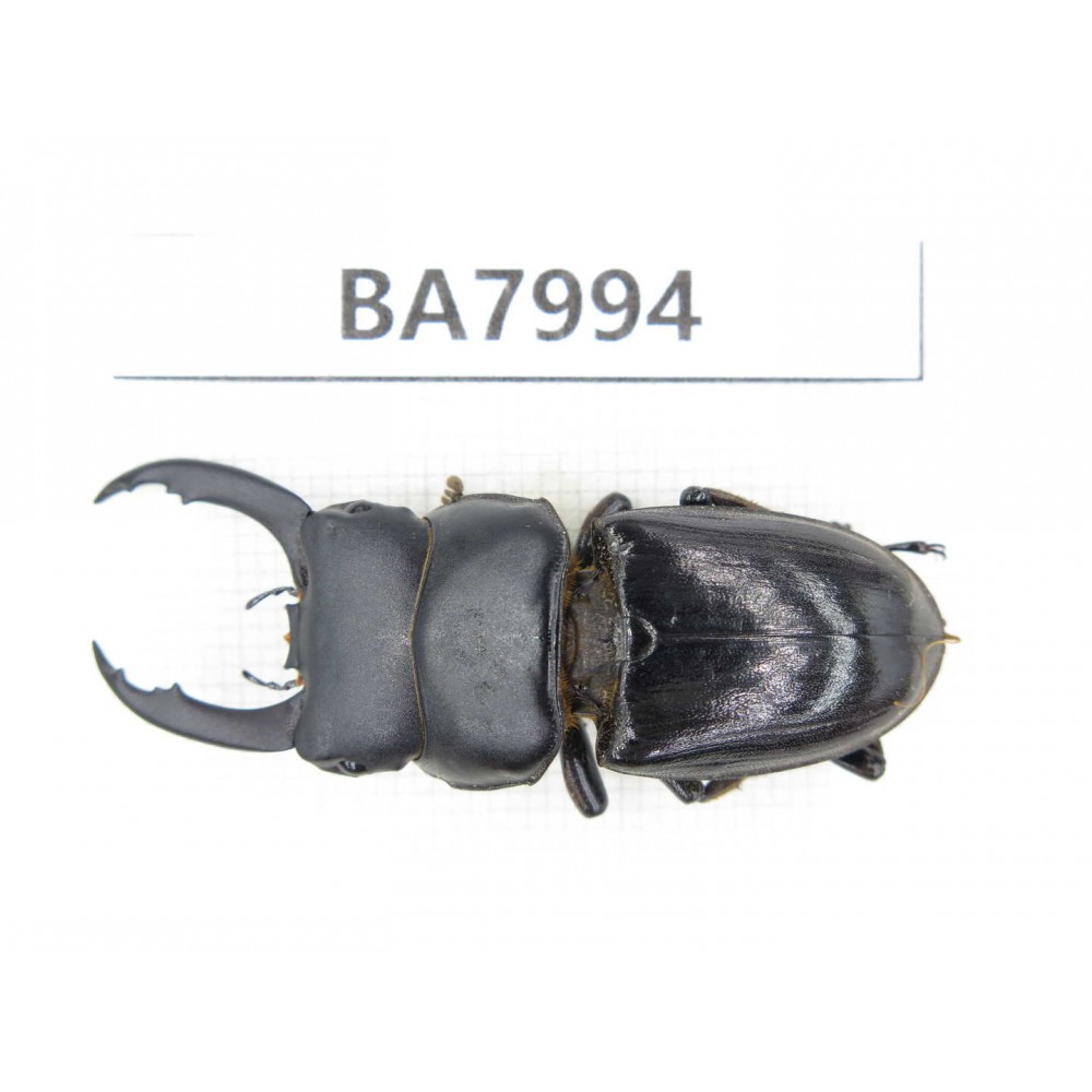 Dorcus sp. Myanmar, Kechin, Nanse. 1M. BA7994.