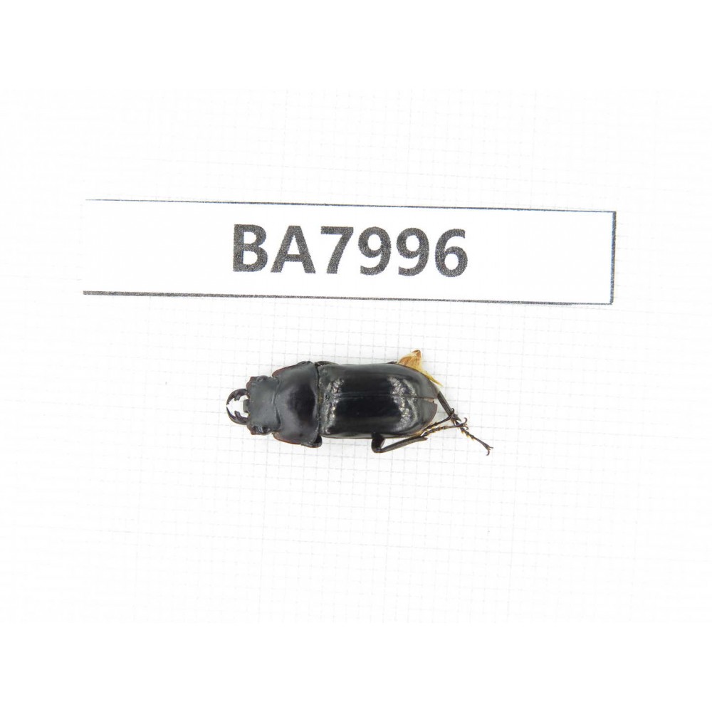 Dorcus sp. Myanmar, Kechin, Nanse. 1M. BA7996.