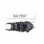 Dorcus sp. Myanmar, Kechin, Nanse. 1M. BA7997.