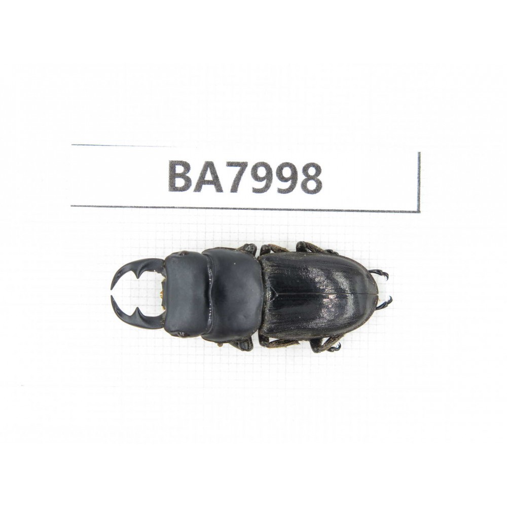 Dorcus sp. Myanmar, Kechin, Nanse. 1M. BA7998.