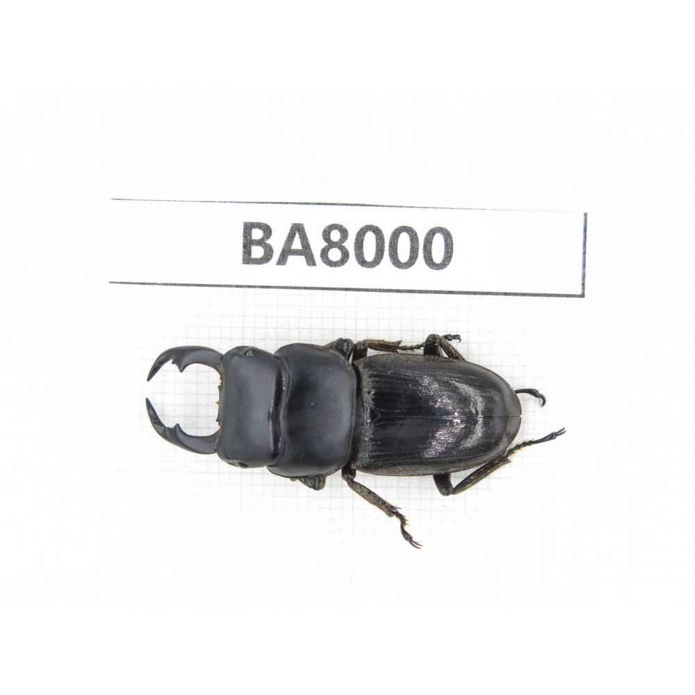 Dorcus sp. Myanmar, Kechin, Nanse. 1M. BA8000.