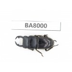 Dorcus sp. Myanmar, Kechin, Nanse. 1M. BA8000.