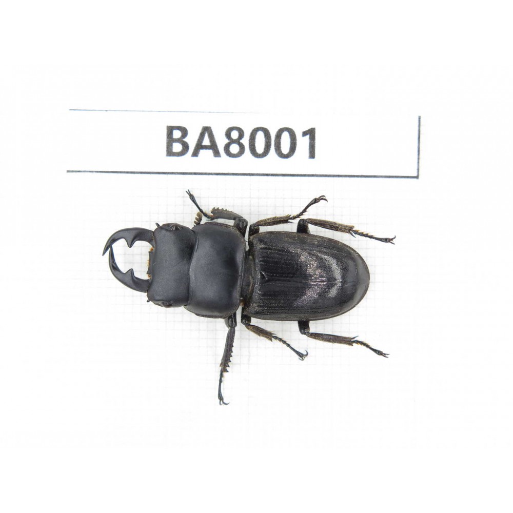 Dorcus sp. Myanmar, Kechin, Nanse. 1M. BA8001.
