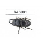 Dorcus sp. Myanmar, Kechin, Nanse. 1M. BA8001.