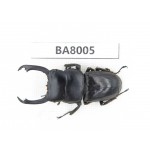 Dorcus sp. Myanmar, Kechin, Nanse. 1M. BA8005.