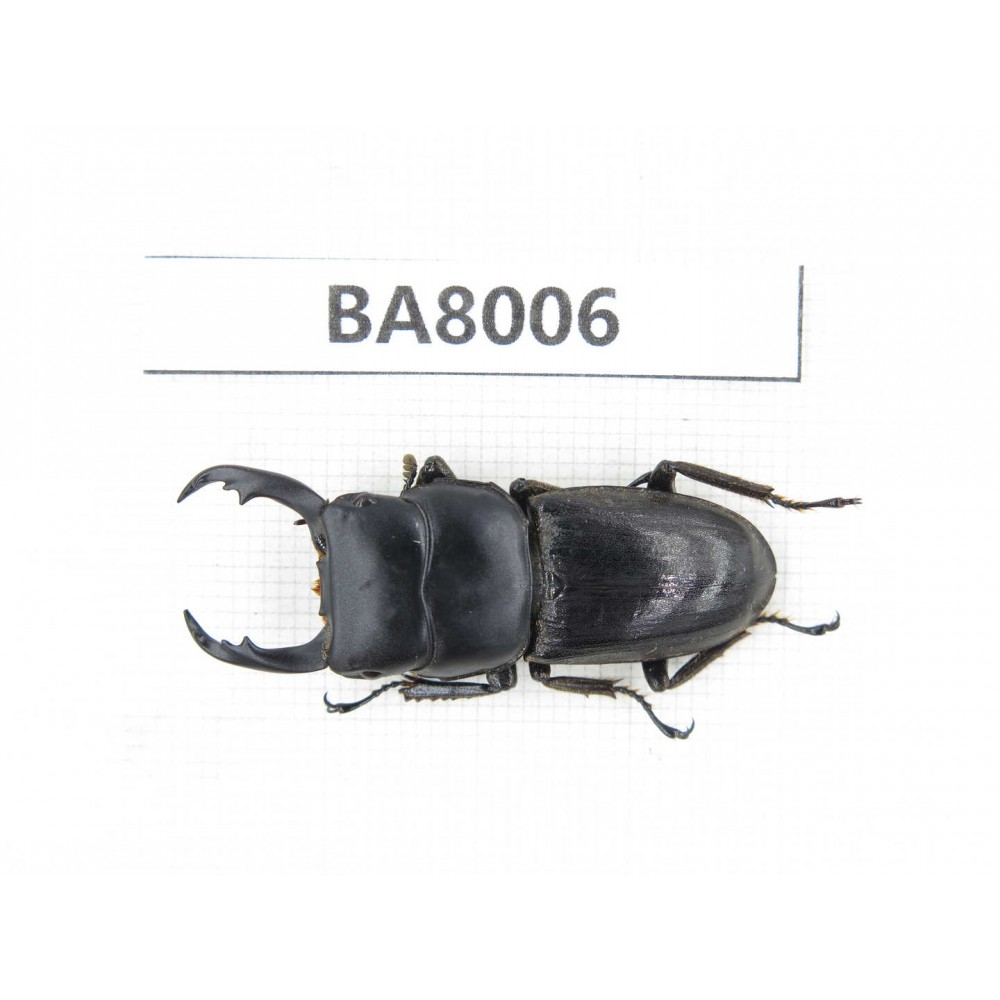 Dorcus sp. Myanmar, Kechin, Nanse. 1M. BA8006.
