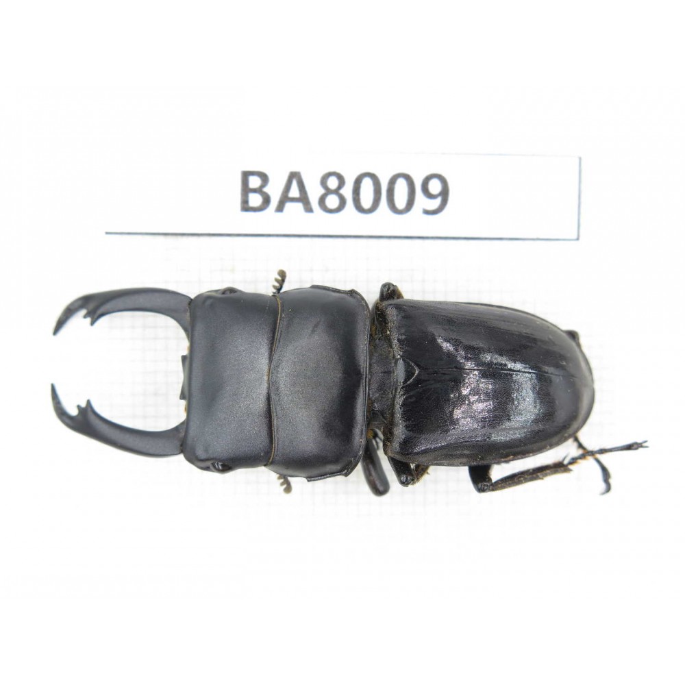 Dorcus sp. Myanmar, Kechin, Nanse. 1M. BA8009.