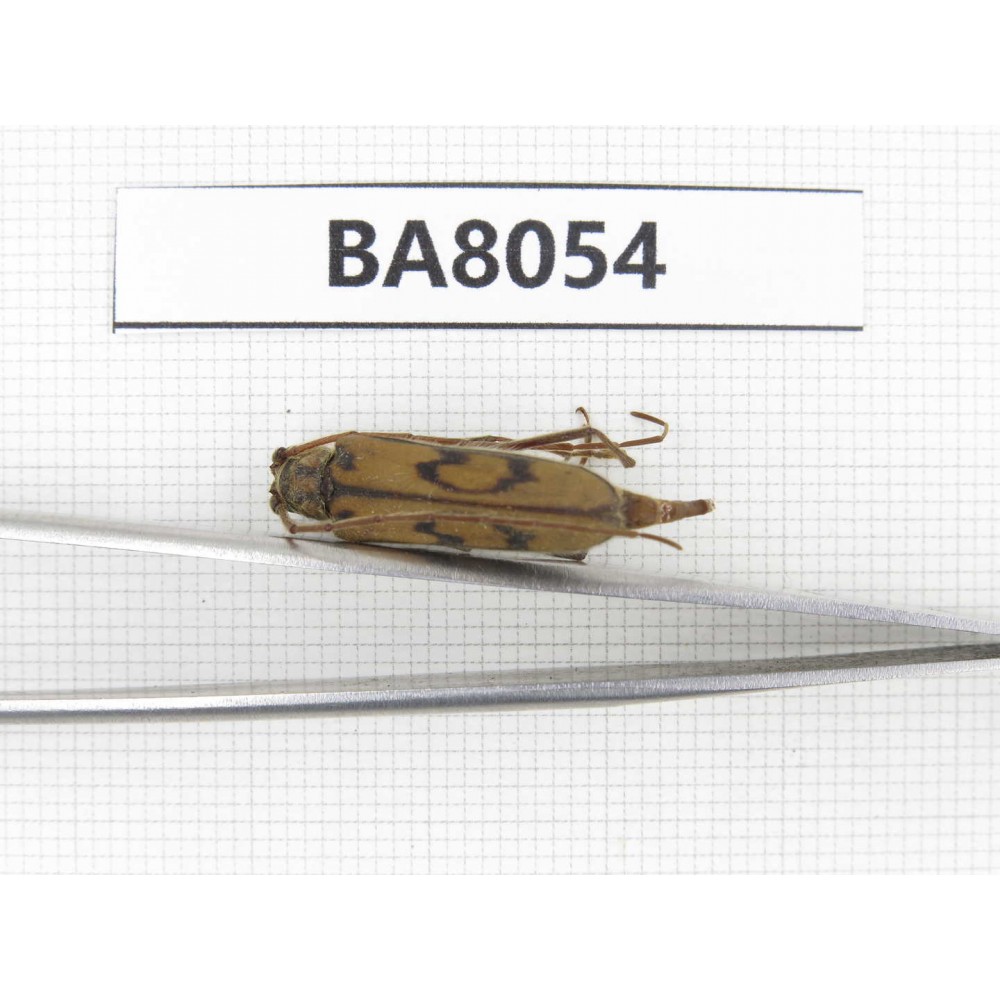 Cerambycidae sp. China, Yunnan, Chuxiong, N of Mt.Ailaoshan. 1Pcs. BA8054.