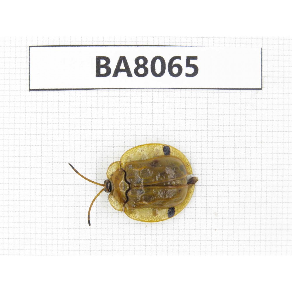 Chrysomelidae sp. China, Gansu, Wenxian county. 1Pcs. BA8065.