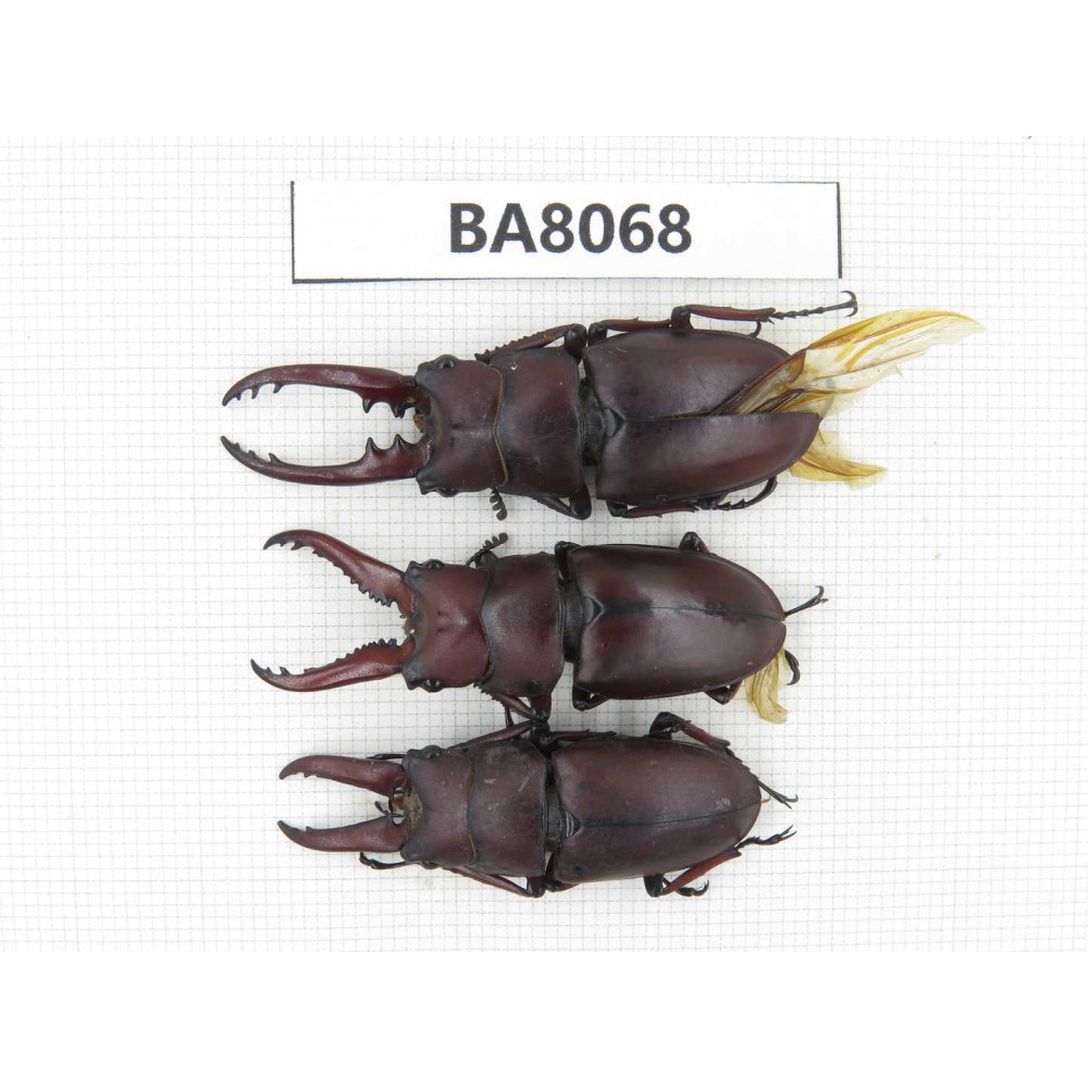 Prosopocoilus sp. China, Yunnan, Dali, C of Mt.Cangshan. 3M. BA8068.