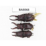 Prosopocoilus sp. China, Yunnan, Dali, C of Mt.Cangshan. 3M. BA8068.