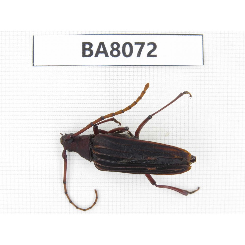 Cerambycidae sp. China, Yunnan, Yuxi, Xinping county. 1Pcs. BA8072.