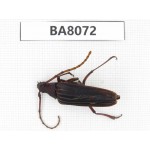 Cerambycidae sp. China, Yunnan, Yuxi, Xinping county. 1Pcs. BA8072.