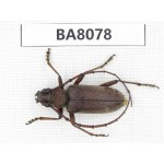 Cerambycidae sp. China, Yunnan, Chuxiong, Mt.Ailaoshan. 1Pcs. BA8078.