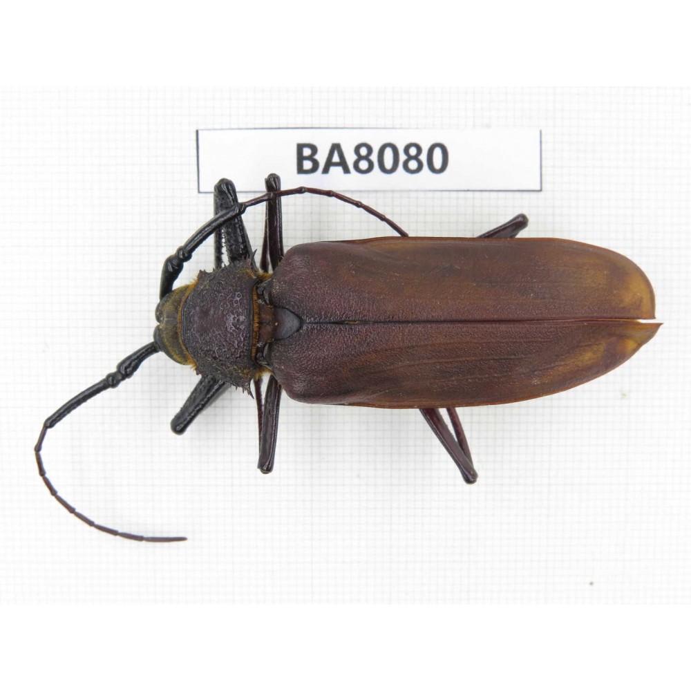 Cerambycidae sp. China, Yunnan, Dali, S of Mt.Cangshan. 1Pcs. BA8080.