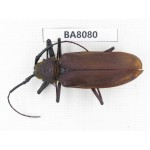 Cerambycidae sp. China, Yunnan, Dali, S of Mt.Cangshan. 1Pcs. BA8080.