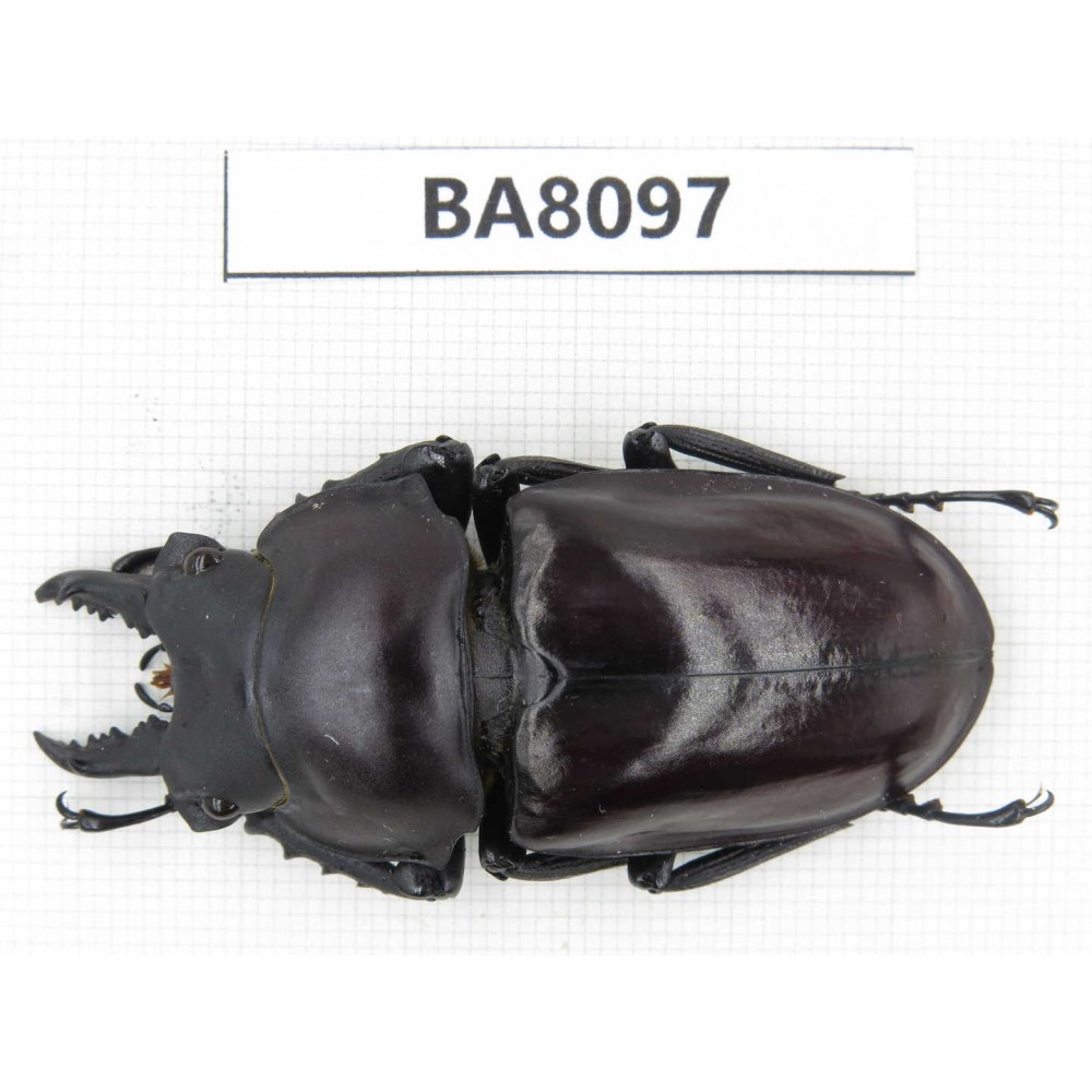 Neolucanus sp. China, Guizhou, Qiandongnan, Mt.Leigongshan. 1M. BA8097.