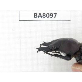 Neolucanus sp. China, Guizhou, Qiandongnan, Mt.Leigongshan. 1M. BA8097.