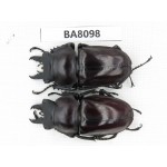 Neolucanus sp. China, Guizhou, Qiandongnan, Mt.Leigongshan. 2M. BA8098.