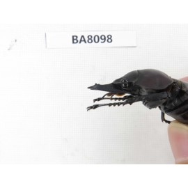 Neolucanus sp. China, Guizhou, Qiandongnan, Mt.Leigongshan. 2M. BA8098.