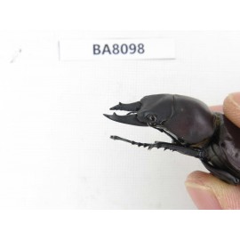 Neolucanus sp. China, Guizhou, Qiandongnan, Mt.Leigongshan. 2M. BA8098.