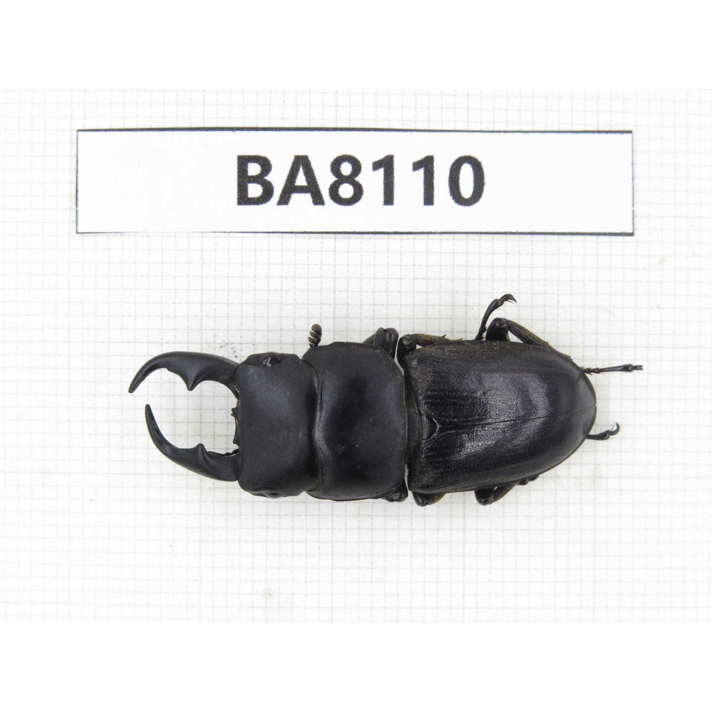 Dorcus sp. China, Guizhou, Qiandongnan, Mt.Leigongshan. 1M. BA8110.