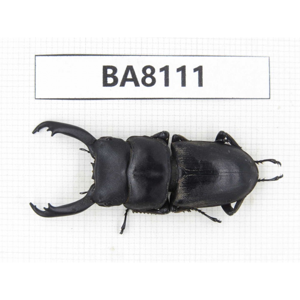 Dorcus sp. China, Guizhou, Qiandongnan, Mt.Leigongshan. 1M. BA8111.