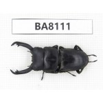 Dorcus sp. China, Guizhou, Qiandongnan, Mt.Leigongshan. 1M. BA8111.