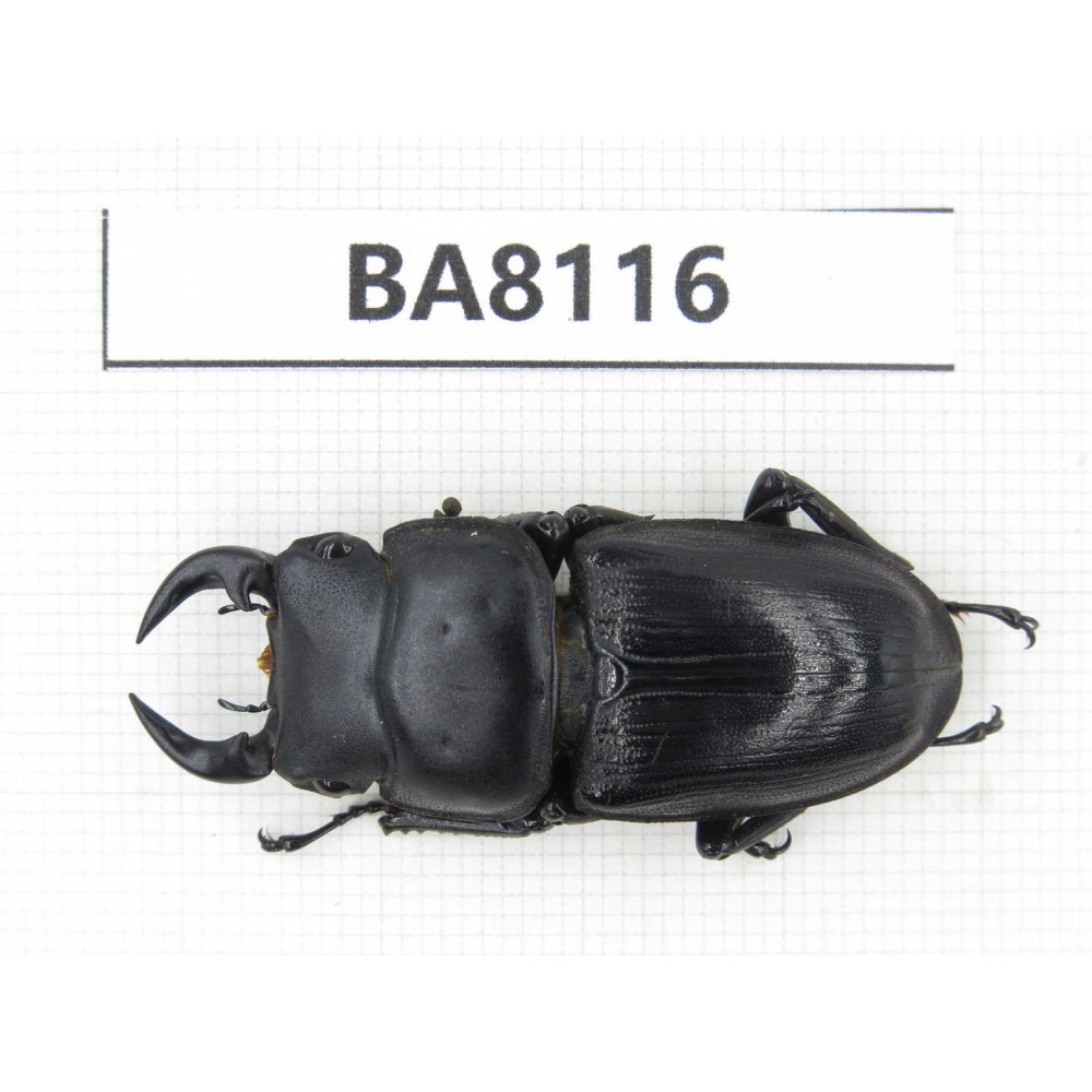 Dorcus sp. China, Guizhou, Qiandongnan, Mt.Leigongshan. 1M. BA8116.