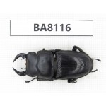 Dorcus sp. China, Guizhou, Qiandongnan, Mt.Leigongshan. 1M. BA8116.