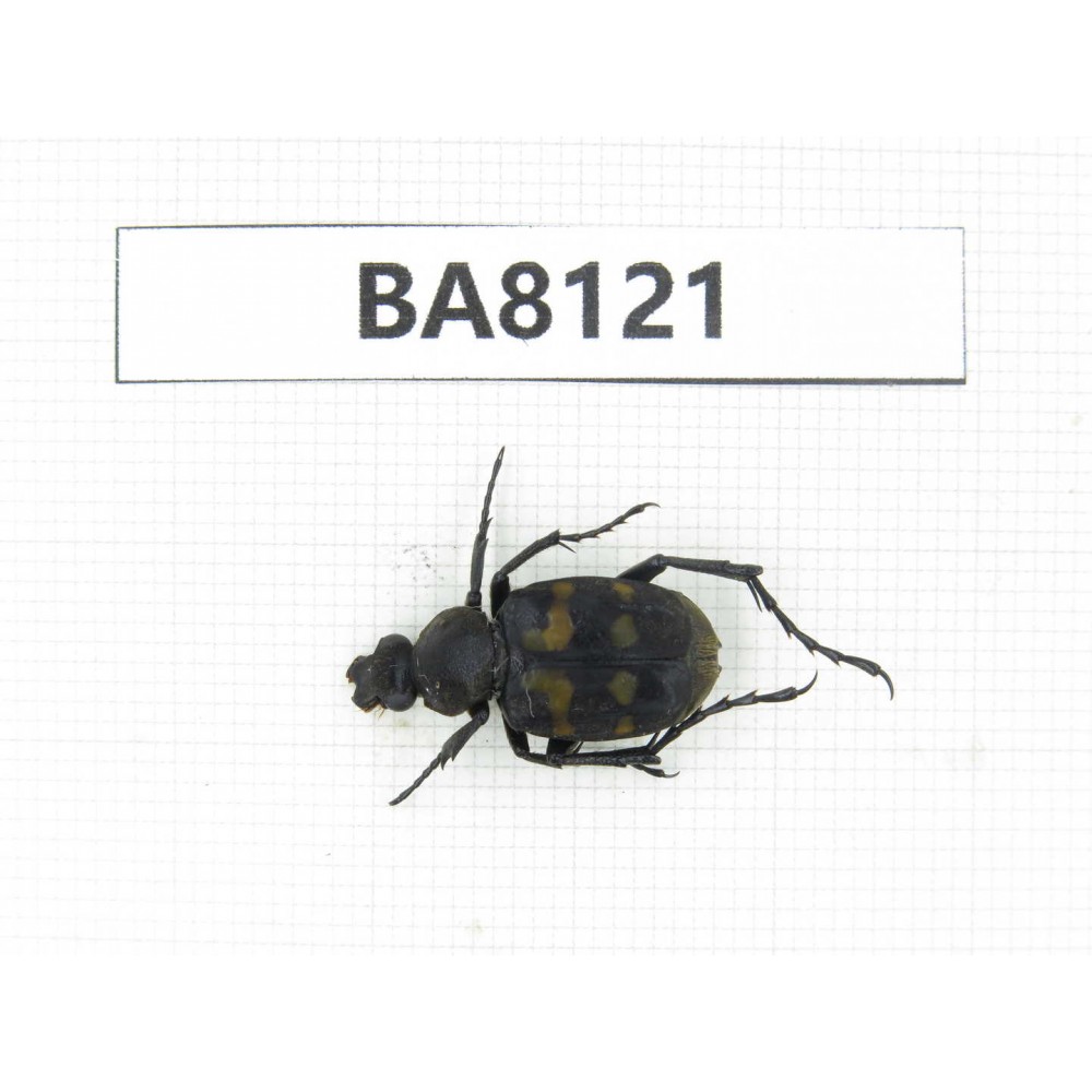 Cetoniidae sp. China, Guizhou, Qiandongnan, Mt.Leigongshan. 1Pcs. BA8121.