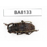 Cerambycidae sp. China, Guizhou, Qiandongnan, Mt.Leigongshan. 1Pcs. BA8133.