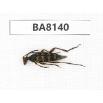 Cerambycidae sp. China, Guizhou, Qiandongnan, Mt.Leigongshan. 1Pcs. BA8140.
