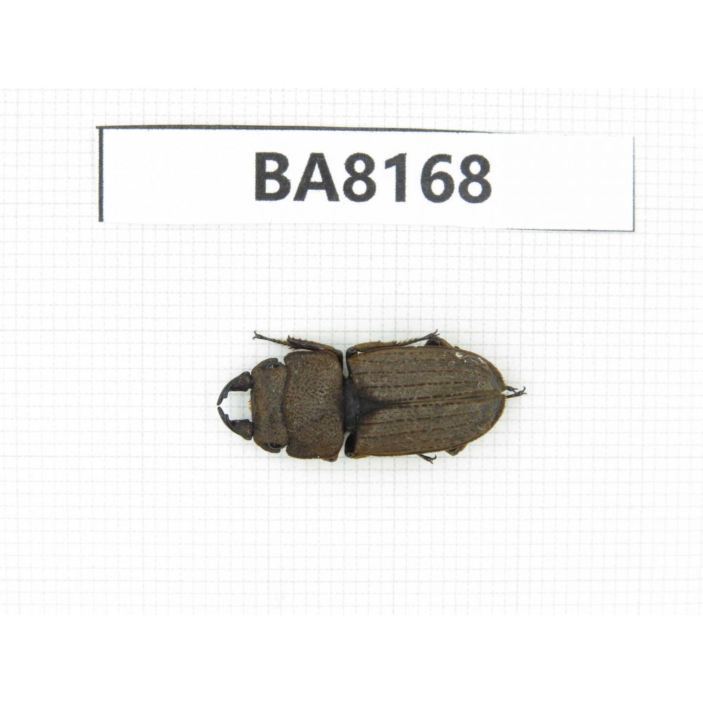 Dorcus sp. China, Yunnan, Dehong, Yingjiang. 1M. BA8168.