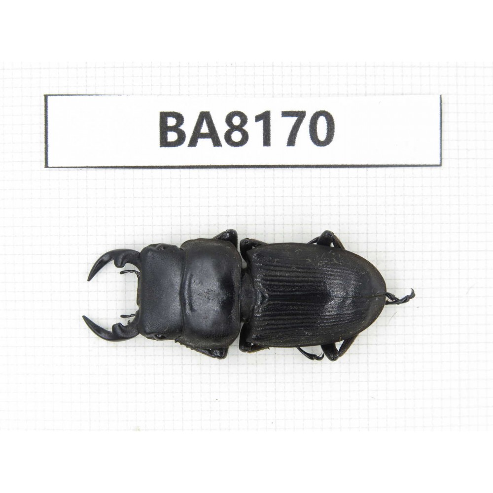 Dorcus sp. China, Yunnan, Dehong, Yingjiang. 1M. BA8170.
