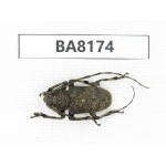 Cerambycidae sp. China, Yunnan, Dehong, Yingjiang. 1Pcs. BA8174.