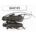 Cerambycidae sp. China, Yunnan, Dehong, Yingjiang. 2Pcs. BA8185.