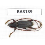 Cerambycidae sp. China, Yunnan, Dehong, Yingjiang. 1Pcs. BA8189.