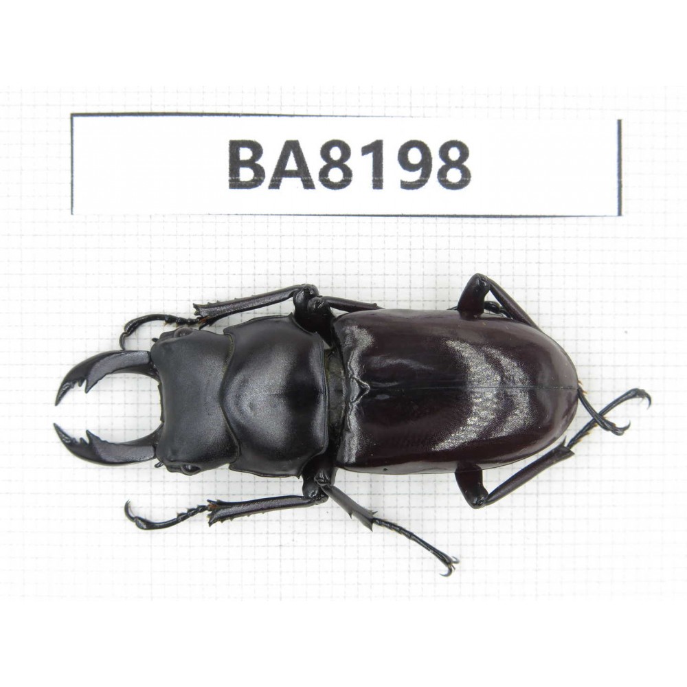 Dorcus sp. China, Yunnan, Baoshan area, Tengchong. 1M. BA8198.