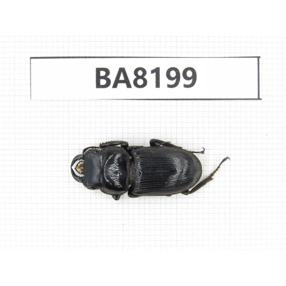 Dorcus sp. China, Yunnan, Baoshan area, Tengchong. 1M. BA8199.