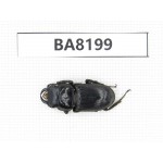 Dorcus sp. China, Yunnan, Baoshan area, Tengchong. 1M. BA8199.