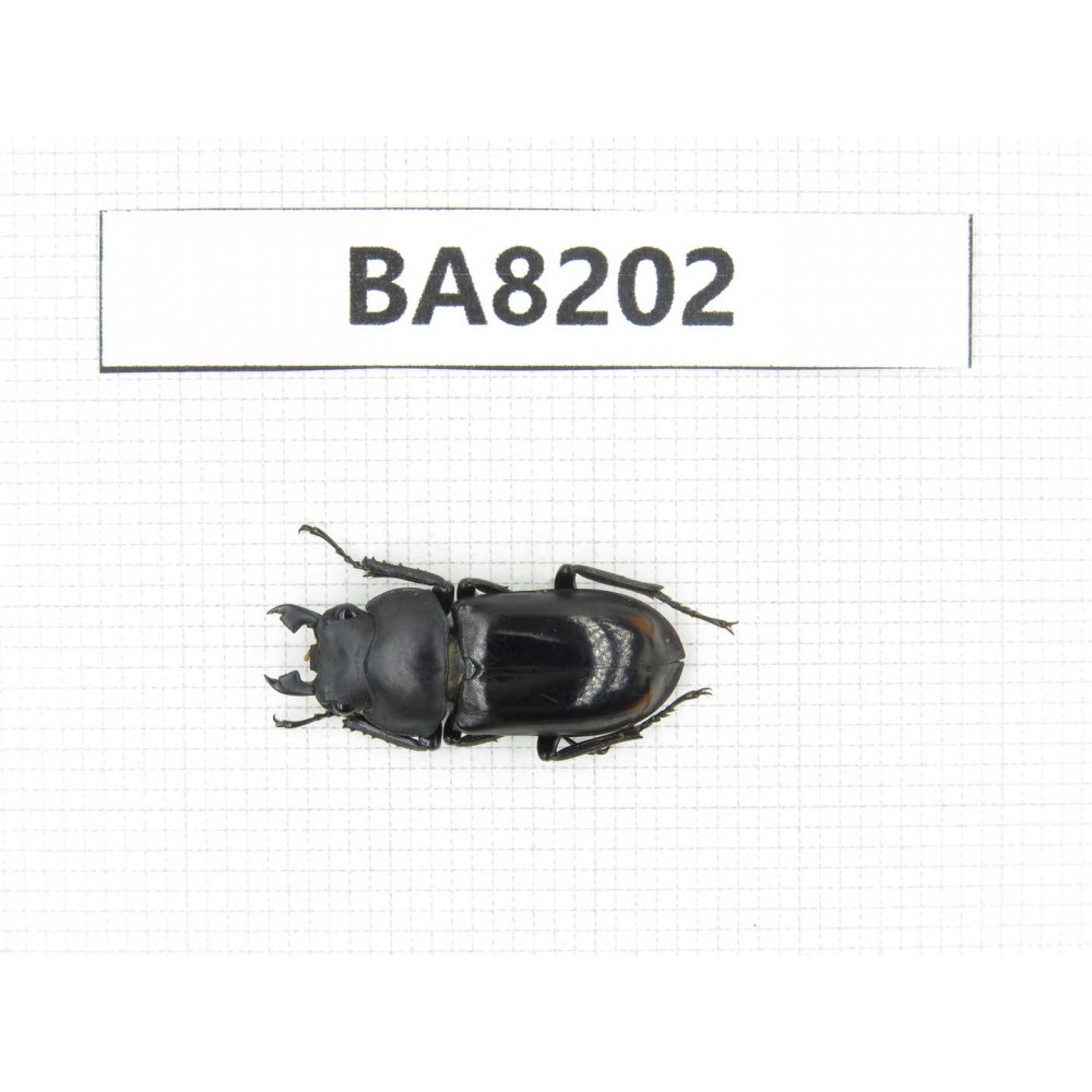 Dorcus sp. China, Yunnan, Baoshan area, Tengchong. 1M. BA8202.