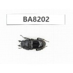 Dorcus sp. China, Yunnan, Baoshan area, Tengchong. 1M. BA8202.