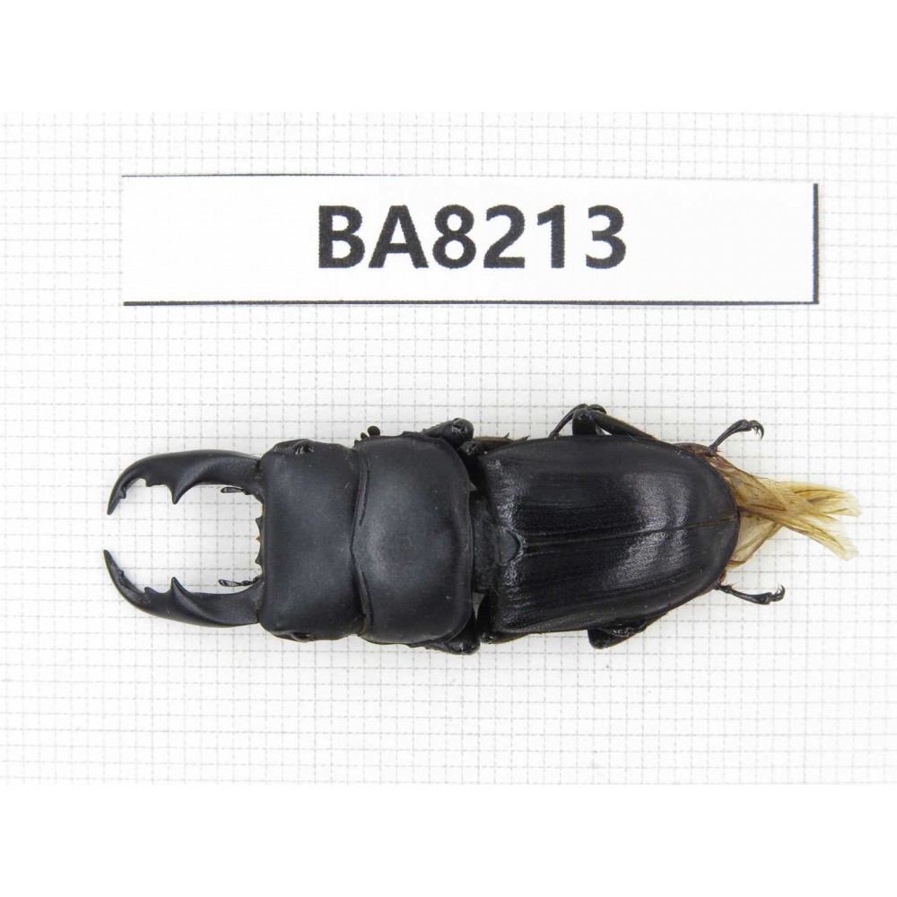 Dorcus sp. China, Yunnan, Dehong, Yingjiang county. 1M. BA8213.
