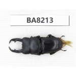 Dorcus sp. China, Yunnan, Dehong, Yingjiang county. 1M. BA8213.